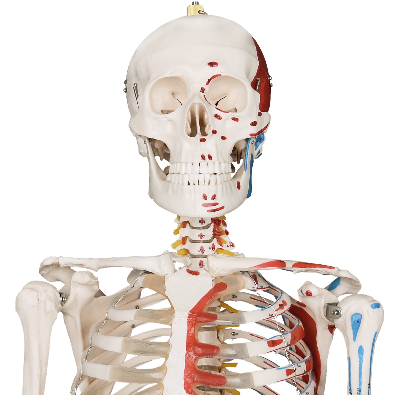 Human Skeleton with Details 180 cm Life Size Anatomy Teaching Model | eBay